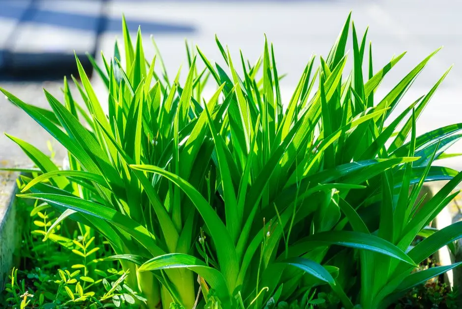 Greens & Outdoors at SHAPOORJI PALLONJI PLOTS KHOPOLI, Mumbai