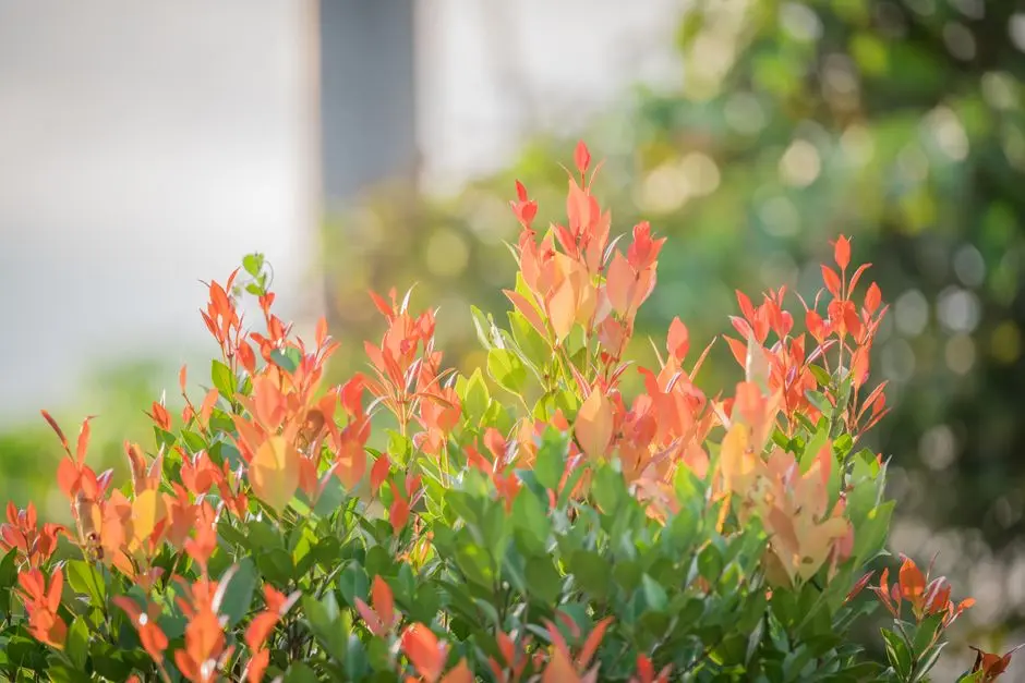 Greens & Outdoors at SHAPOORJI PALLONJI BKC 28, Kherwadi, Bandra East, Mumbai
