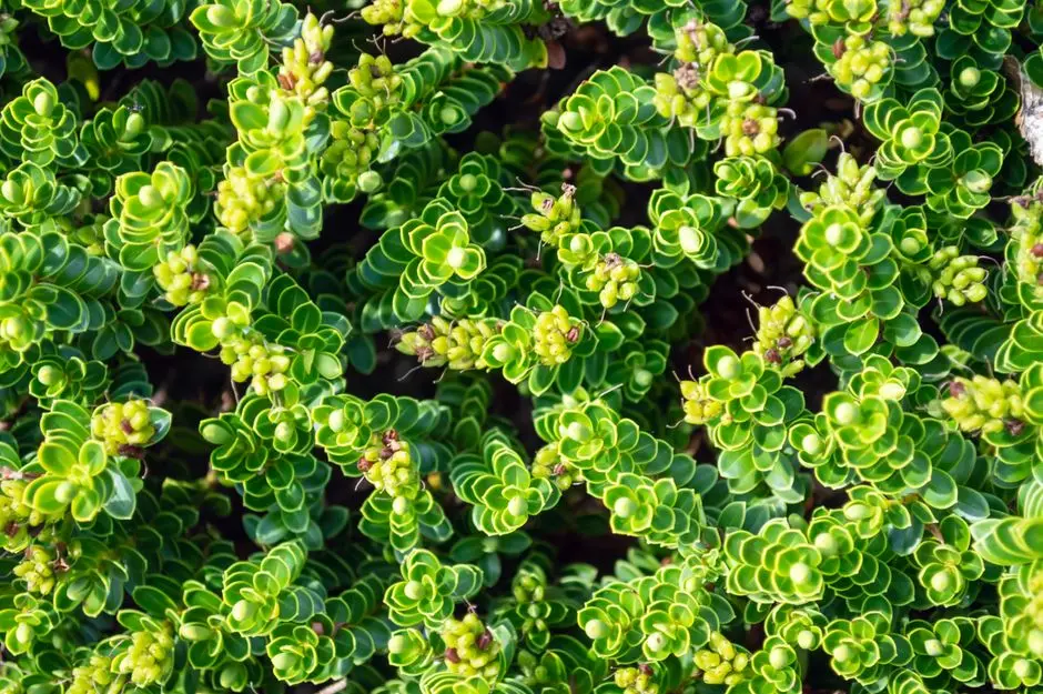 Greens & Outdoors at SHAPOORJI PALLONJI JOYVILLE JOY 3.0, Hinjawadi, Pune