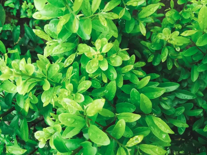 Greens & Outdoors at SHAPOORJI PALLONJI JOYVILLE CELESTIA, Manjari, Pune