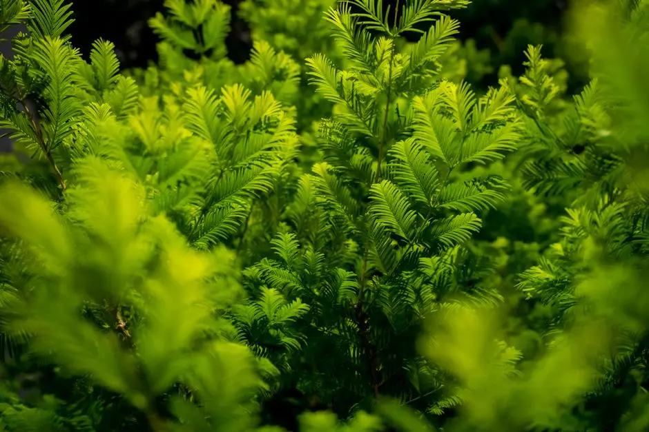 Greens & Outdoors at SHAPOORJI PALLONJI AUBBURN, Kandivali East, Mumbai