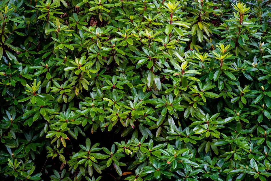 Greens & Outdoors at SHAPOORJI PALLONJI ALPINE 2, Kandivali East, Mumbai